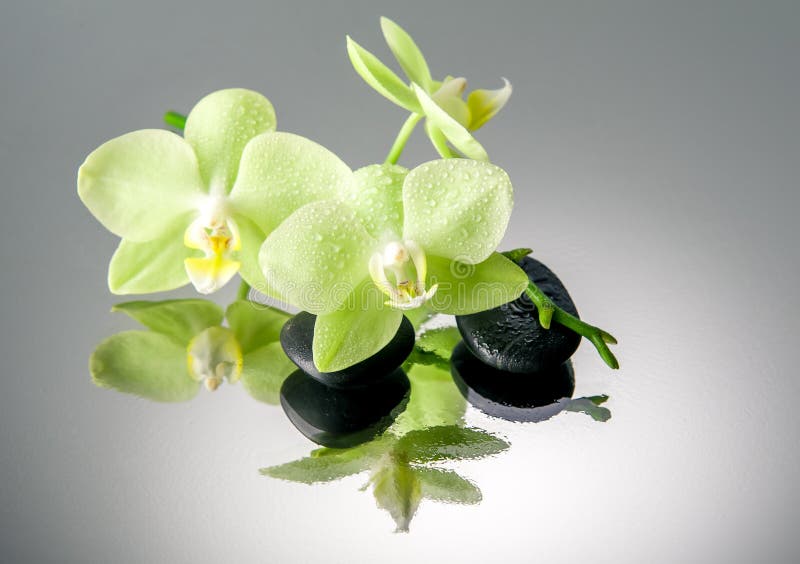 Pedras Dos Termas E Orquídea Verde Com Gotas Da água. Imagem de Stock -  Imagem de oriental, terapia: 29935005