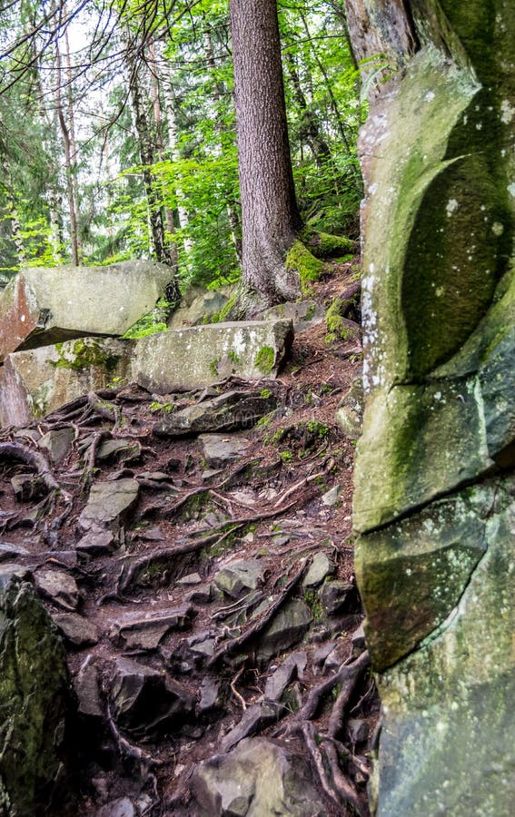 Pedras, raizes, árvores imagens de stock Pedras, raizes, árvores imagens de stock