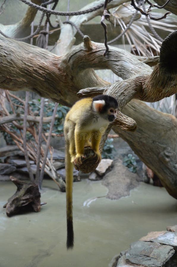 Zoo Peeing