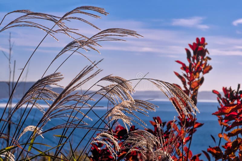 A Glimpse Of The Ocean Through Grasses