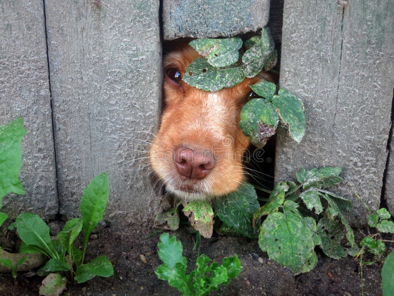 Peek-a-boo dog stock photo Peek-a-boo dog stock photo