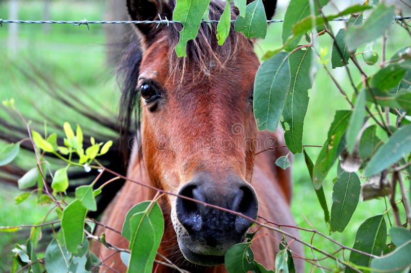 Peek-a-boo pony peeking through gum tree leaves Au