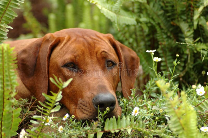 Peekaboo dog