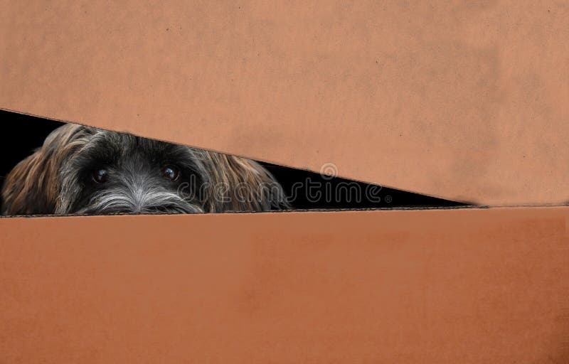 162 Dog Peaking Stock Photos - Free & Royalty-Free Stock Photos from ...