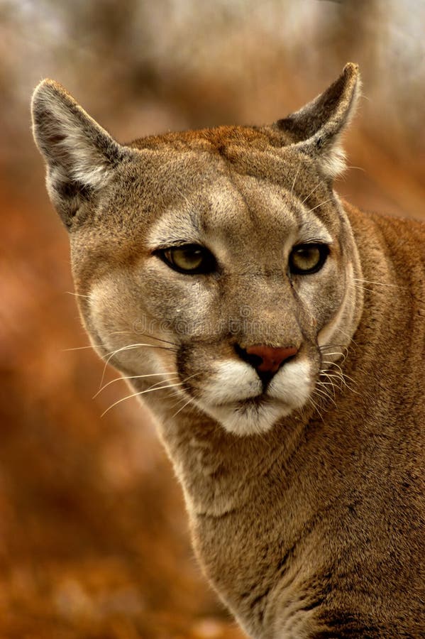 Real puma clearance