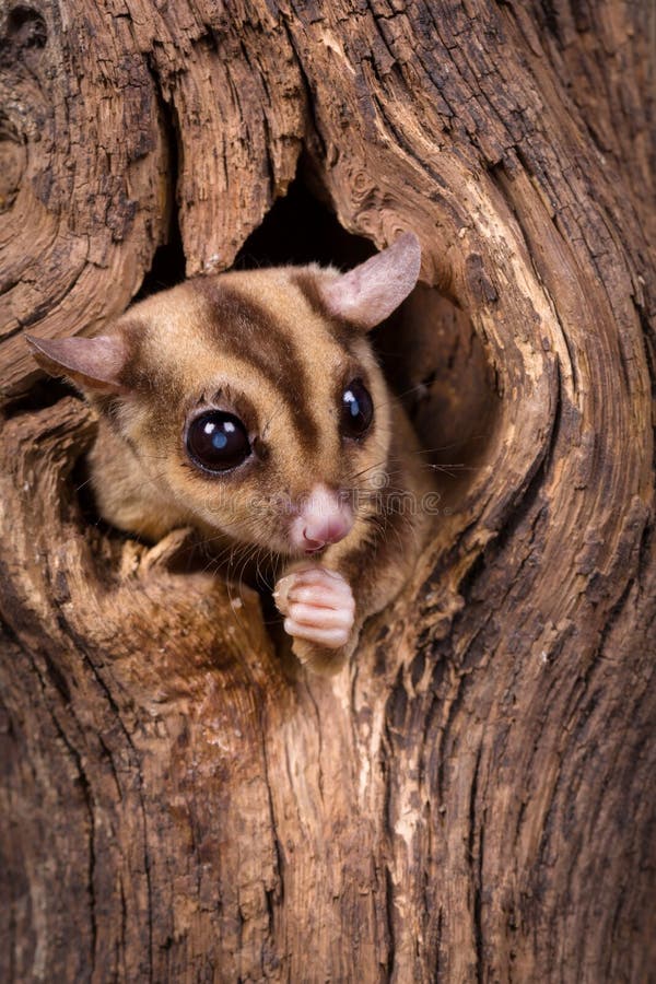 Peeking Sugar Glider