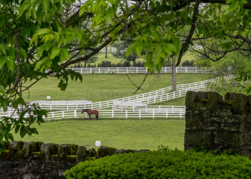 Peeking through the Trees at Horse Pasture Stock Photo Image of rural