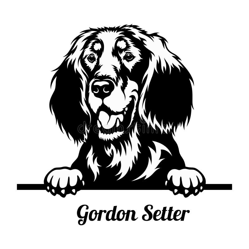 Peeking σκύλος gordon setter ράτσα απομονωμένη σε λευκό απεικόνιση αποθεμάτων