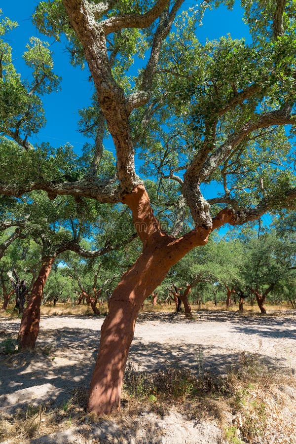 Peeled cork oaks tree stock photo. Image of tree, foliage 33825172