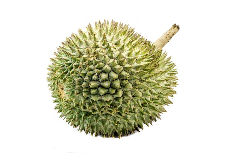 Peeled durian isolated on white background. royalty free stock image