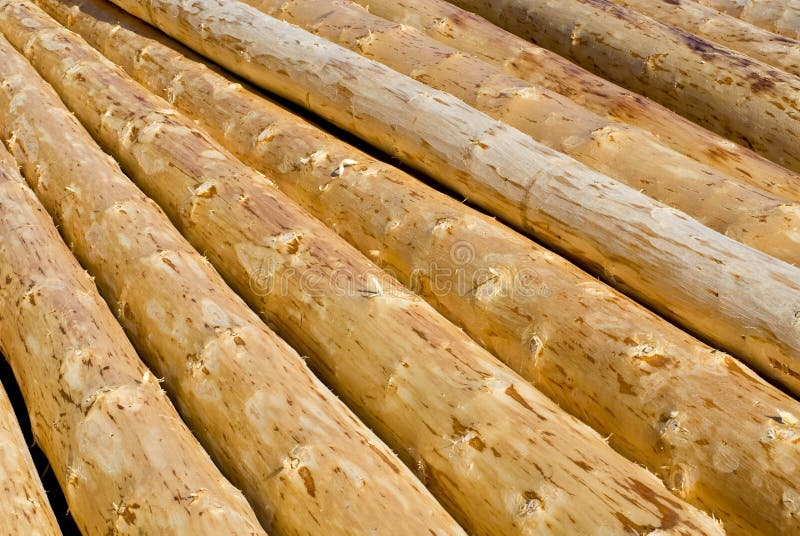 Peeled logs stock photo. Image of drying, carpenter, carpentry 4889216