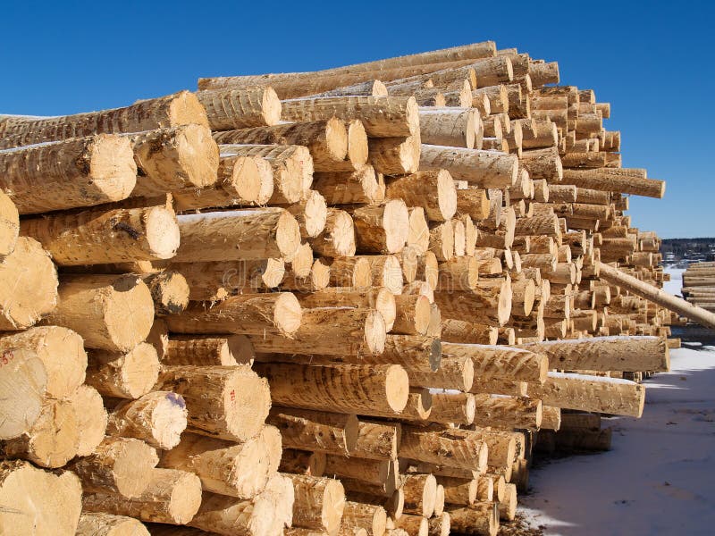 Peeled pine logs stock photography