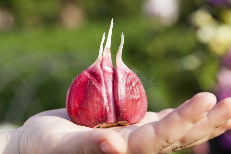 peeled red garlic