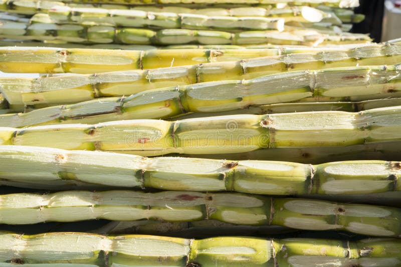 Peeled Sugar Cane stock photo. Image of produce, grass 42327658