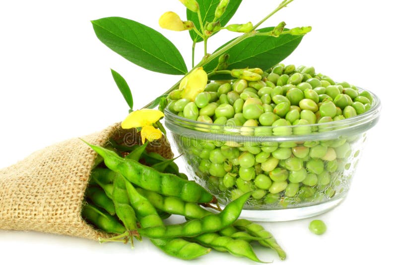 Peeled and Whole Pigeon Peas Stock Photo Image of cuisine, edible