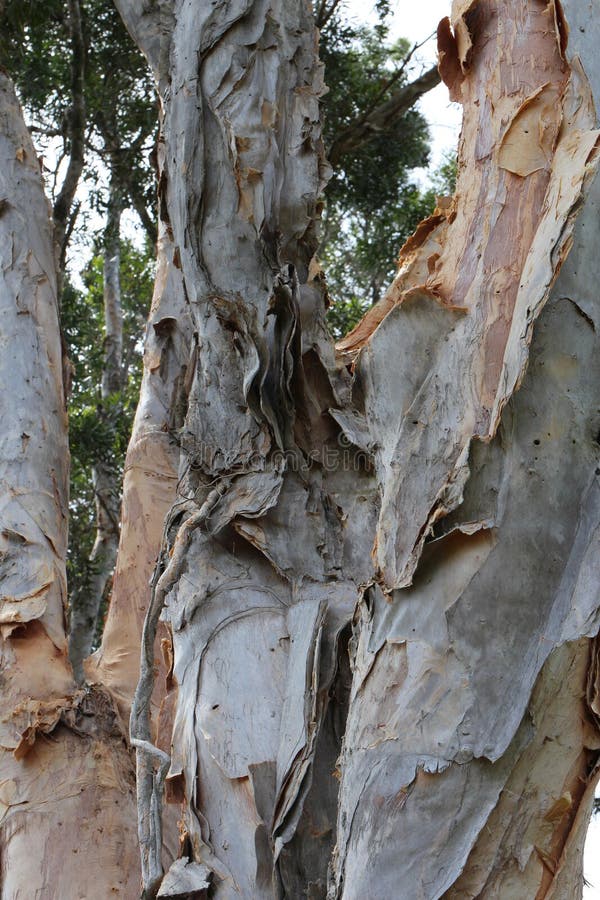 The Peeling, Twisted Multi-colored Bark of a Paperbark Tree, Melaleuca