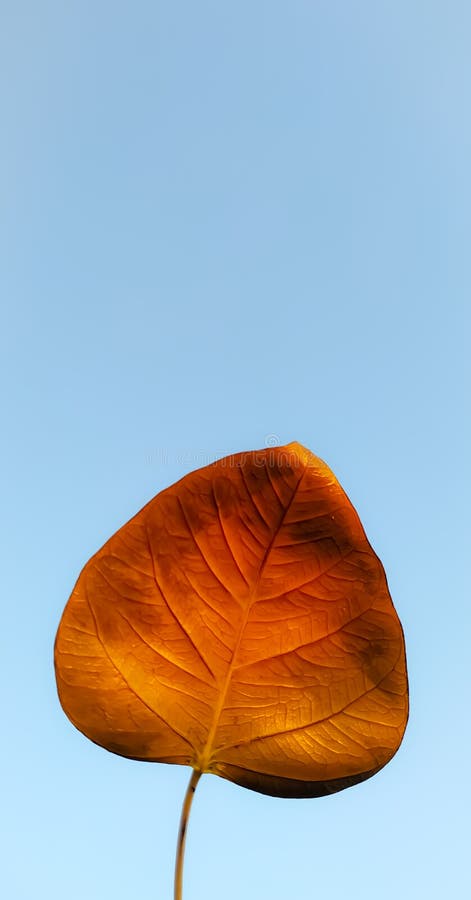 Hình ảnh Peepal Leaf Stock Photo gợi lên cho bạn những giây phút tĩnh lặng và thanh thản. Lá cây xanh mướt, sáng bóng trên nền xanh cây tràn đầy sức sống sẽ giúp bạn thư giãn và tìm lại cân bằng trong cuộc sống. Xem ngay để tận hưởng phong cảnh tự nhiên đẹp như tranh vẽ.