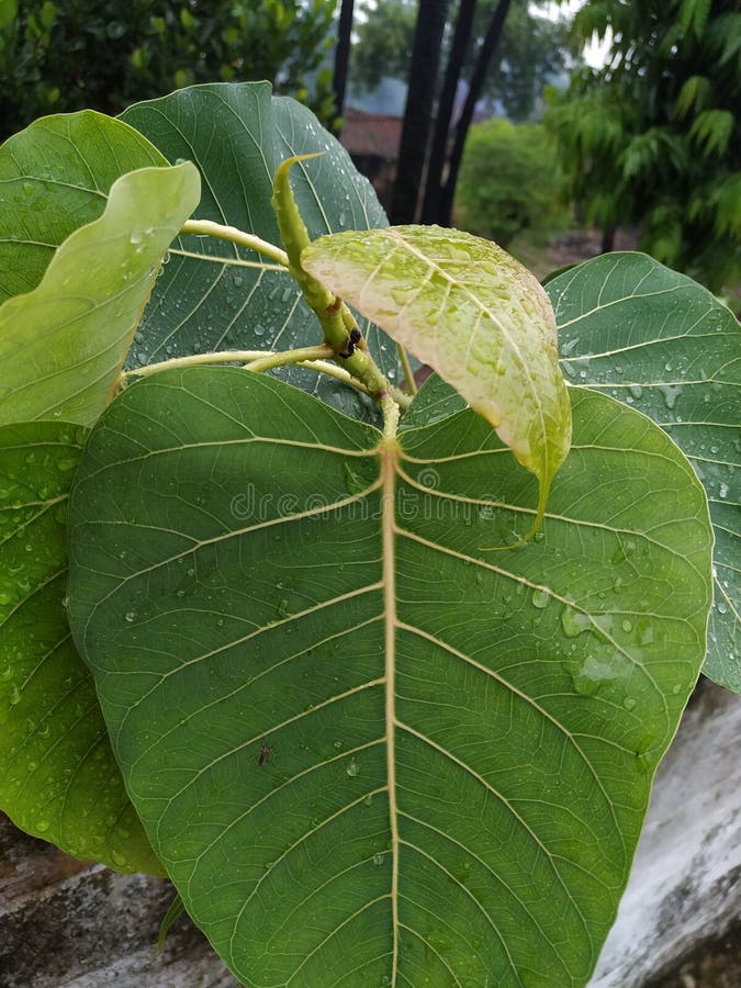 28+ Peepal Tree In English Images