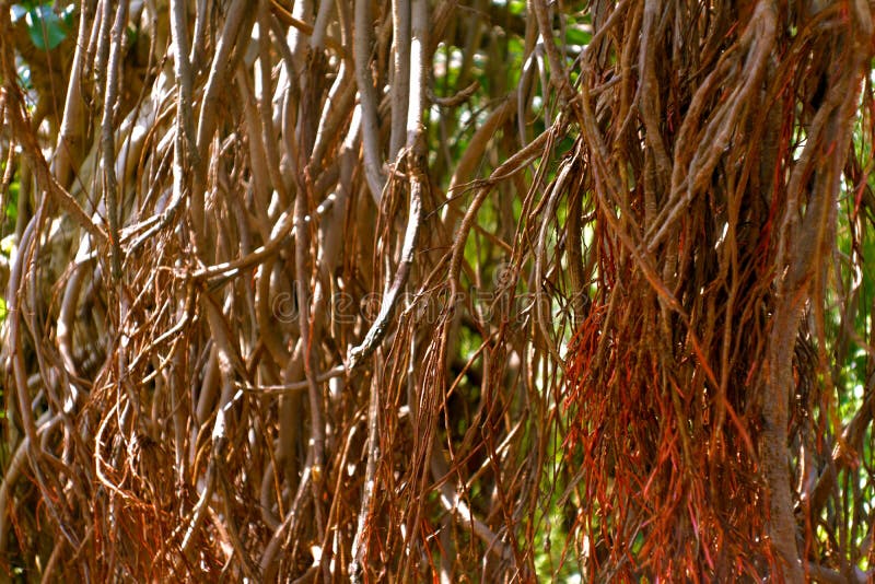Old Root Of Peepal Tree Inside Walls Stock Photo - Image ...