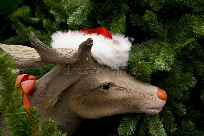 Peeping reindeer. stock image. Image of holidays, xmas 3708029
