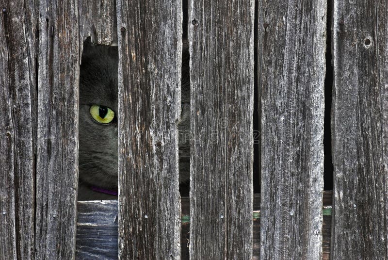 peeking cat in barn wood hole