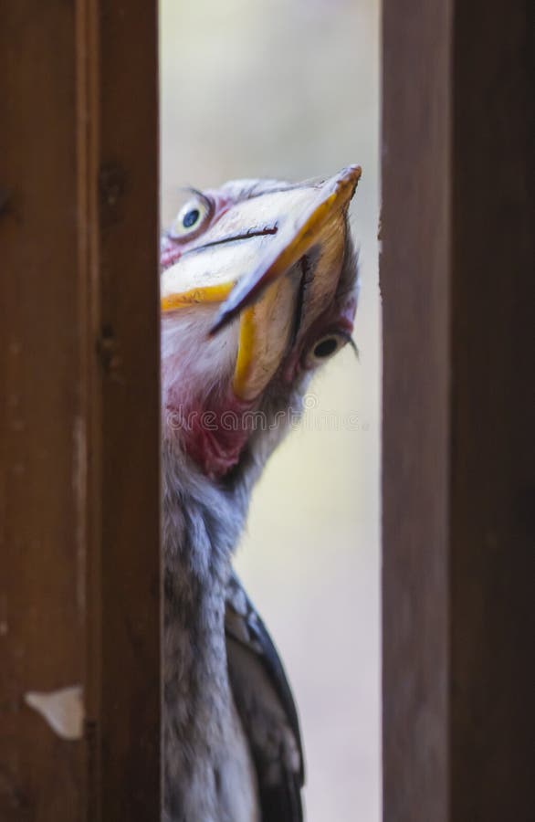 Peeping Tom Stock Image. Image Of Hornbill, Billed, Birds - 32338037