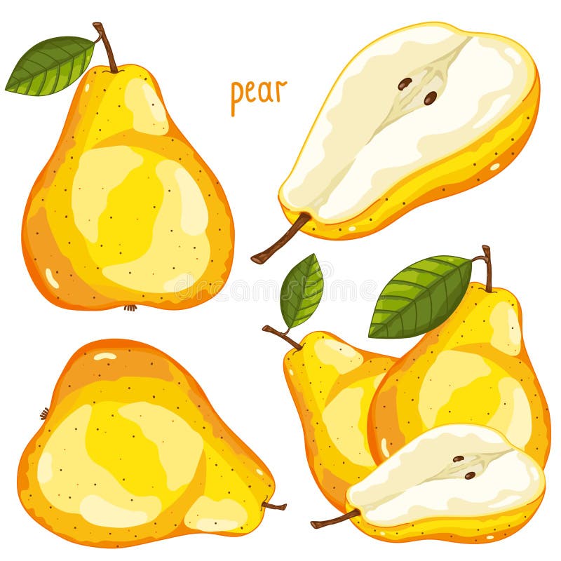  Peer, Vector vector illustratie