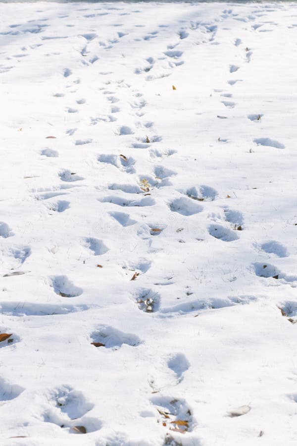 Download Pegadas no fundo da neve foto de stock. Imagem de outdoors - 107527094