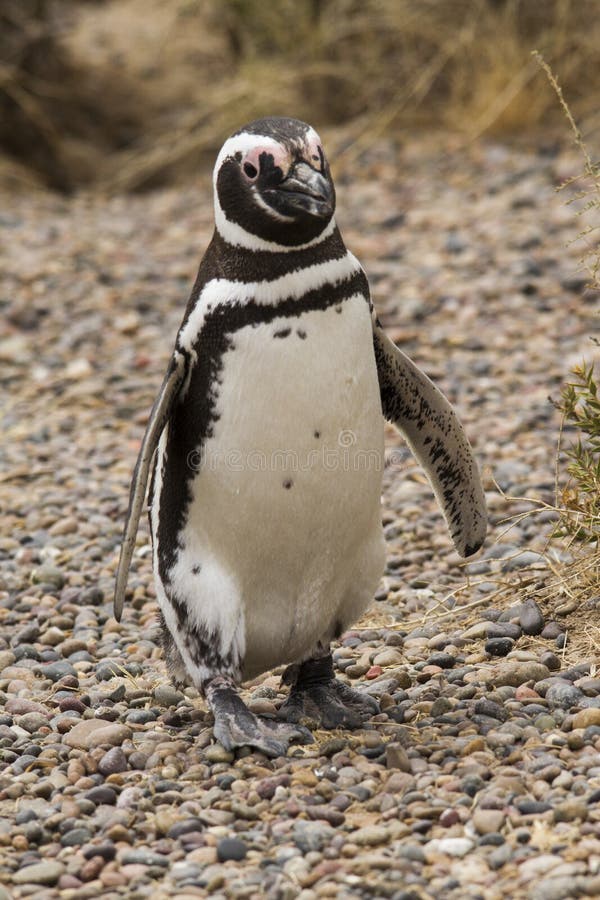 107 Penguin Stand Up Stock Photos - Free & Royalty-Free Stock Photos