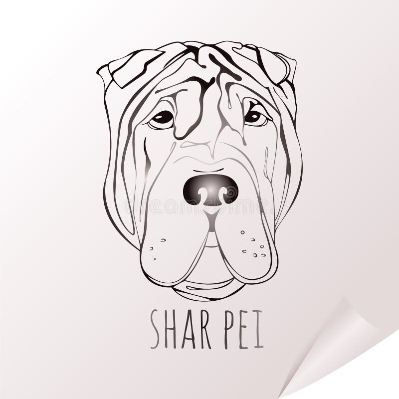 Cabeza De Retrato De Perro De Pura Raza Shar Pei En El Campo Con Fondo