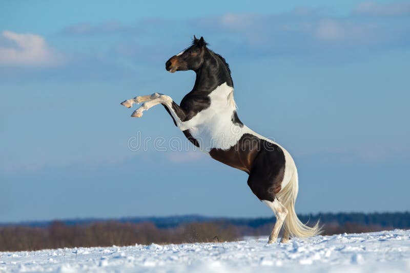 Peignez le cheval se lèvent sur le fond d'hiver photographie stock libre de droits Peignez le cheval se lèvent sur le fond d'hiver photographie stock libre de droits