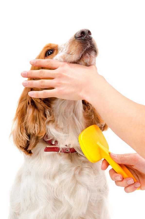 Cómo cepillar a un perro según su tipo de pelo  Tiendanimal