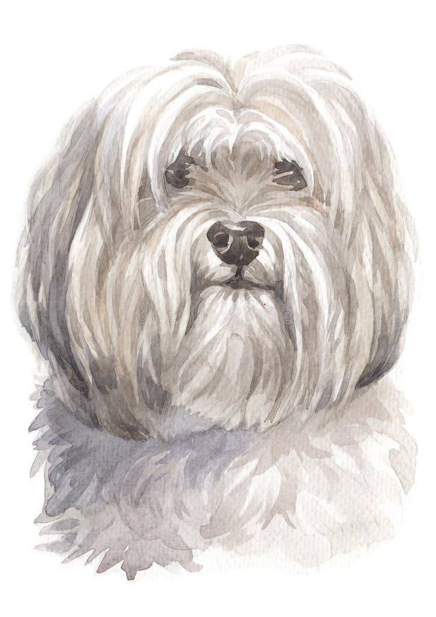 Peinture de couleur d'eau, chien blanc, Shih Tzu 065 image stock Peinture de couleur d'eau, chien blanc, Shih Tzu 065 image stock