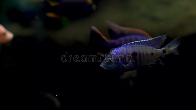 Peixe azul nadando em um aquário escuro. vida subaquática