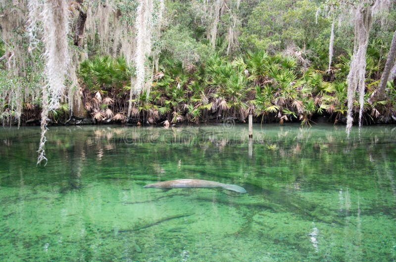 Peixe-boi da Índias Ocidentais, Blue Spring, Flórida, EUA imagem de stock royalty free