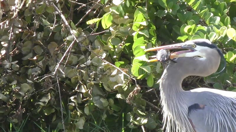 Peixe de captura do Grande Herão Azul