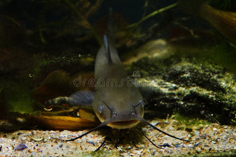Peixe-gato de canal predador de ?gua doce perigoso juvenil, punctatus do Ictalurus no bi?topo do reservat?rio da frio-?gua foto de stock Peixe-gato de canal predador de ?gua doce perigoso juvenil, punctatus do Ictalurus no bi?topo do reservat?rio da frio-?gua foto de stock