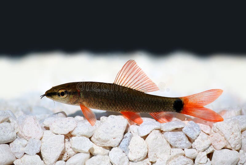 Peixe-gato do tubarão do arco-íris (frenatum de Epalzeorhynchos) fotografia de stock Peixe-gato do tubarão do arco-íris (frenatum de Epalzeorhynchos) fotografia de stock