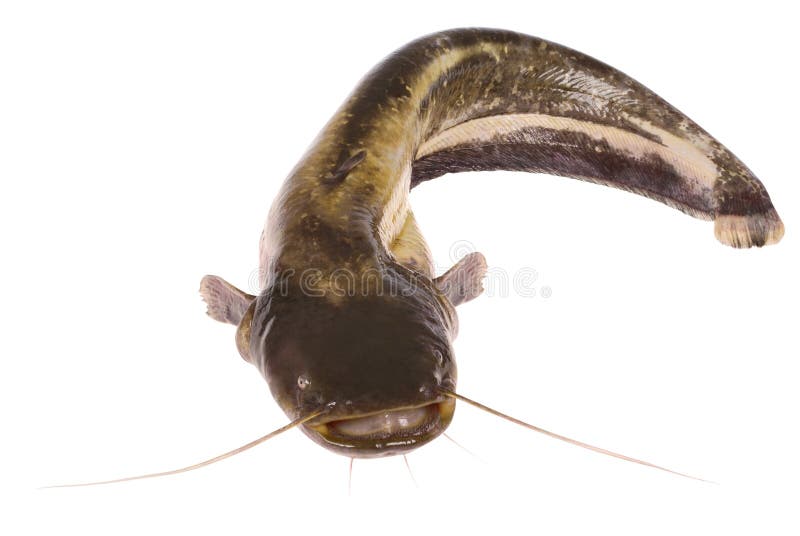 Peixe-gato no branco (trajeto de grampeamento) imagem de stock Peixe-gato no branco (trajeto de grampeamento) imagem de stock