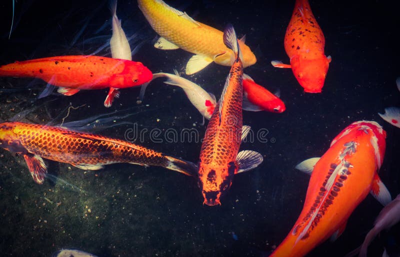 Peixes coloridos brancos e alaranjados pretos vermelhos bonitos de Koi no canal da ?gua foto de stock royalty free Peixes coloridos brancos e alaranjados pretos vermelhos bonitos de Koi no canal da ?gua foto de stock royalty free