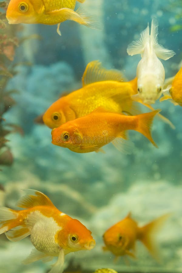Peixes coloridos tropicais que nadam no aqu?rio com plantas pesque no aqu?rio de ?gua doce com o tropical plantado bonito verde foto de stock Peixes coloridos tropicais que nadam no aqu?rio com plantas pesque no aqu?rio de ?gua doce com o tropical plantado bonito verde foto de stock