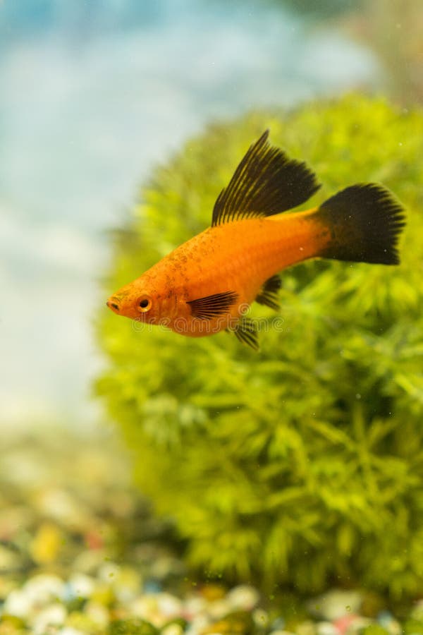 Peixes coloridos tropicais que nadam no aquário com plantas pesque no aquário de água doce com bonito verde plantado imagem de stock Peixes coloridos tropicais que nadam no aquário com plantas pesque no aquário de água doce com bonito verde plantado imagem de stock