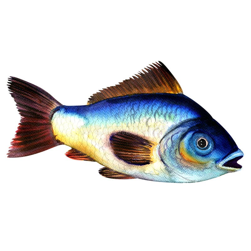 Peixes crus azuis grandes isolados, ilustração da carpa da aquarela no branco