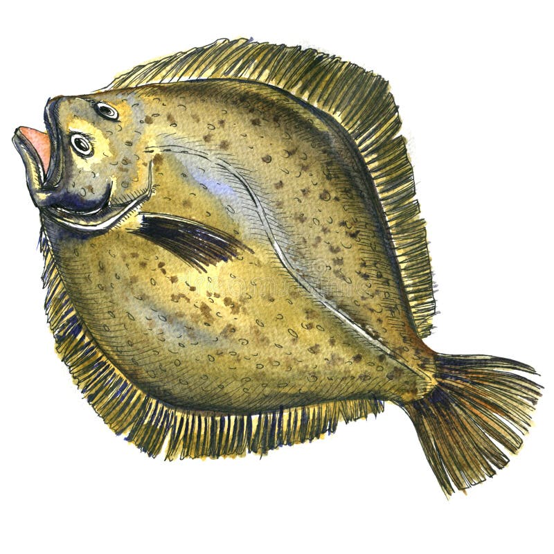 Peixes crus frescos inteiros do solha, peixe heterossomo, solha, isolada, ilustração da aquarela
