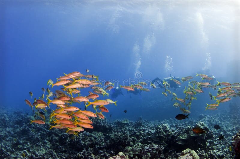 A school of goat fish over a hurricane damaged reef. A school of goat fish over a hurricane damaged reef.