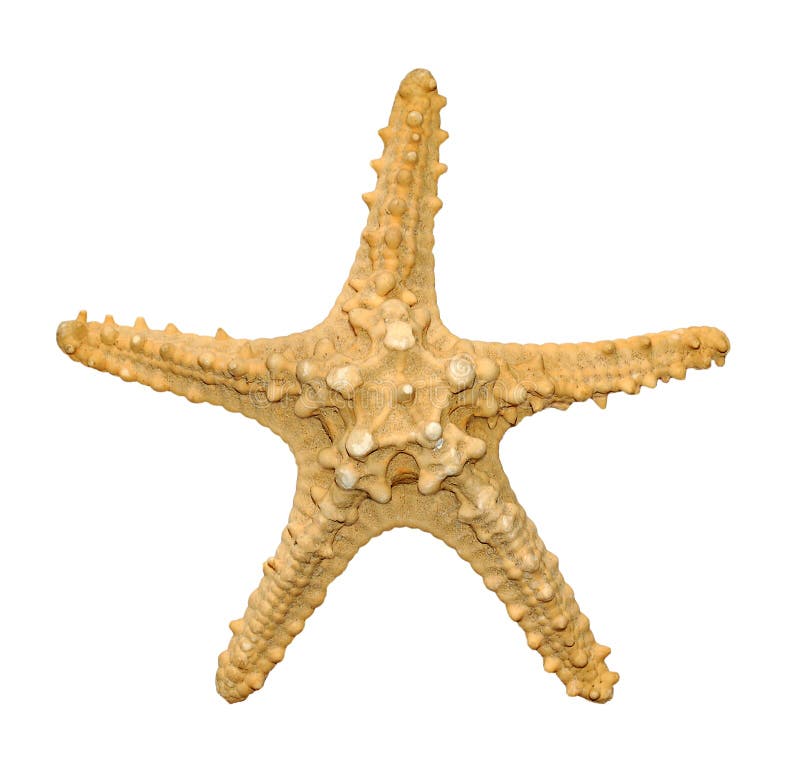 Peixes da estrela