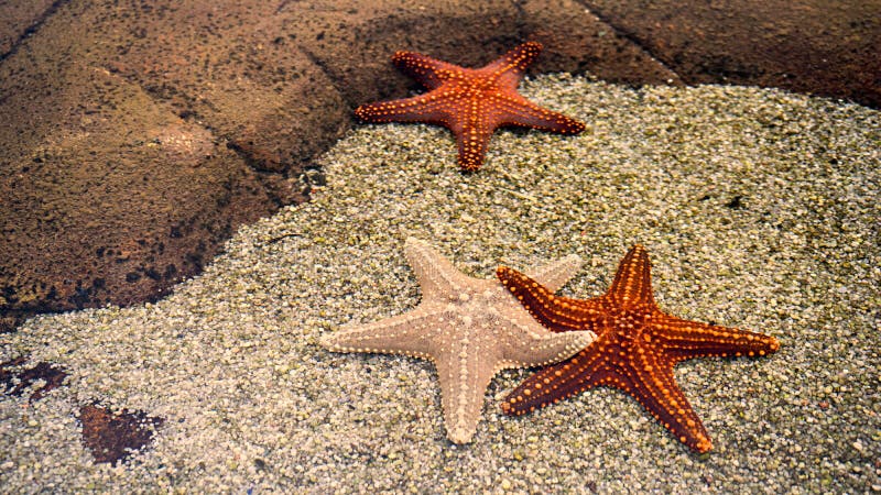 Peixes da estrela em uma areia imagens de stock Peixes da estrela em uma areia imagens de stock