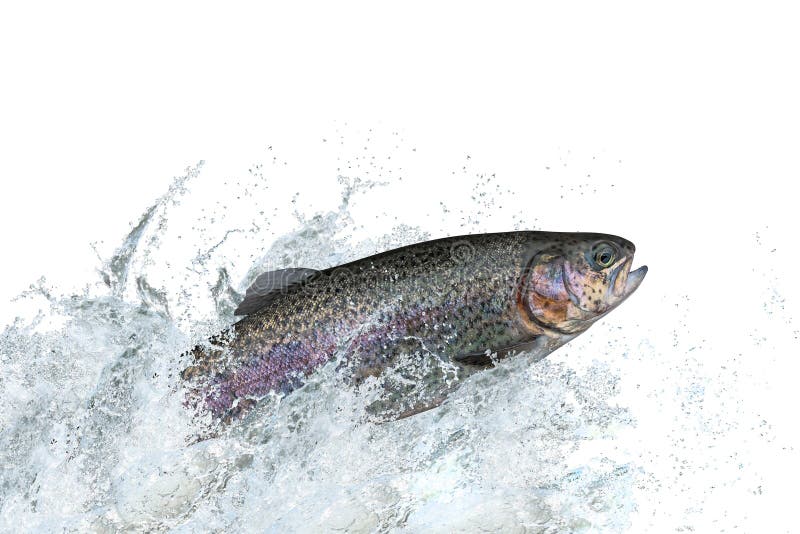 Peixes da truta que saltam com espirro na água imagem de stock royalty free Peixes da truta que saltam com espirro na água imagem de stock royalty free