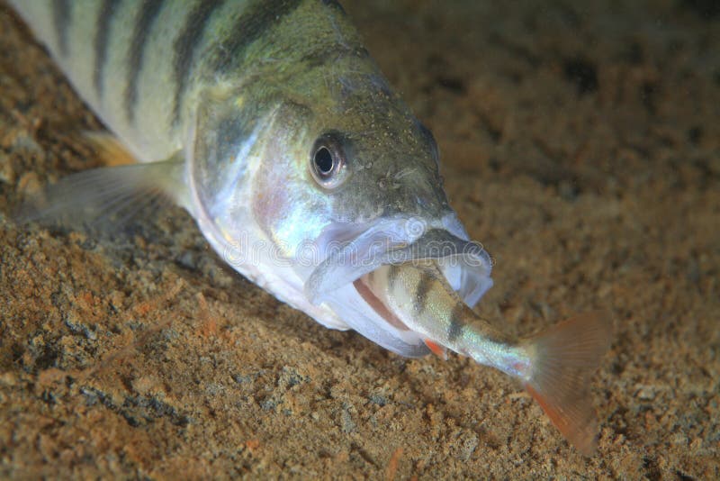 European perch fish (Perca fluviatilis) eats a little fellows. European perch fish (Perca fluviatilis) eats a little fellows