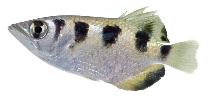 Peixes de Archer imagem de stock royalty free Peixes de Archer imagem de stock royalty free
